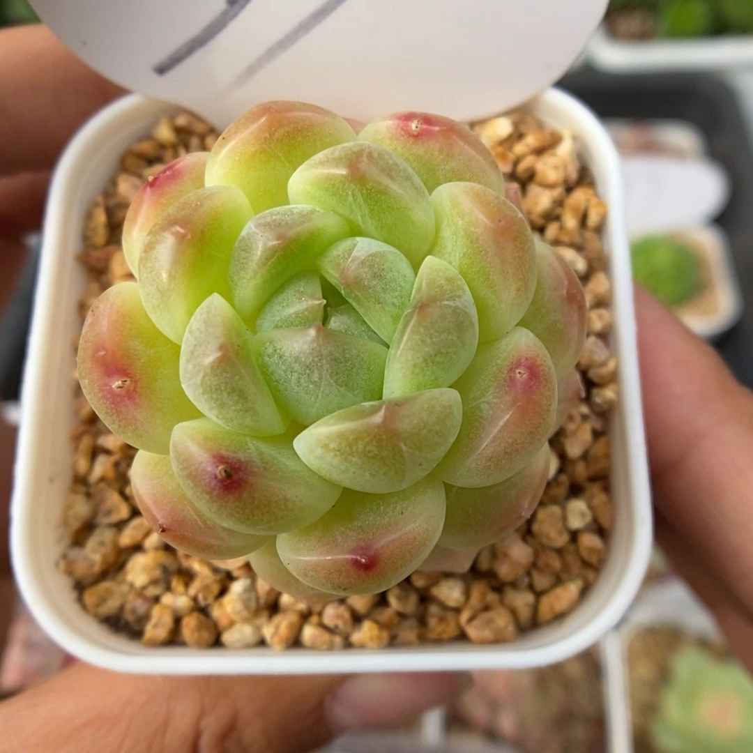 油透珍妮可拍91号