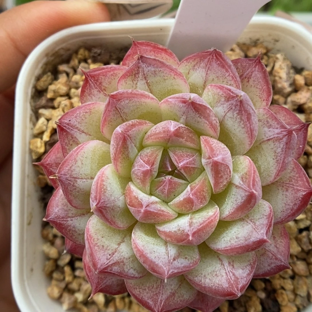 美心暗纹可拍3623号