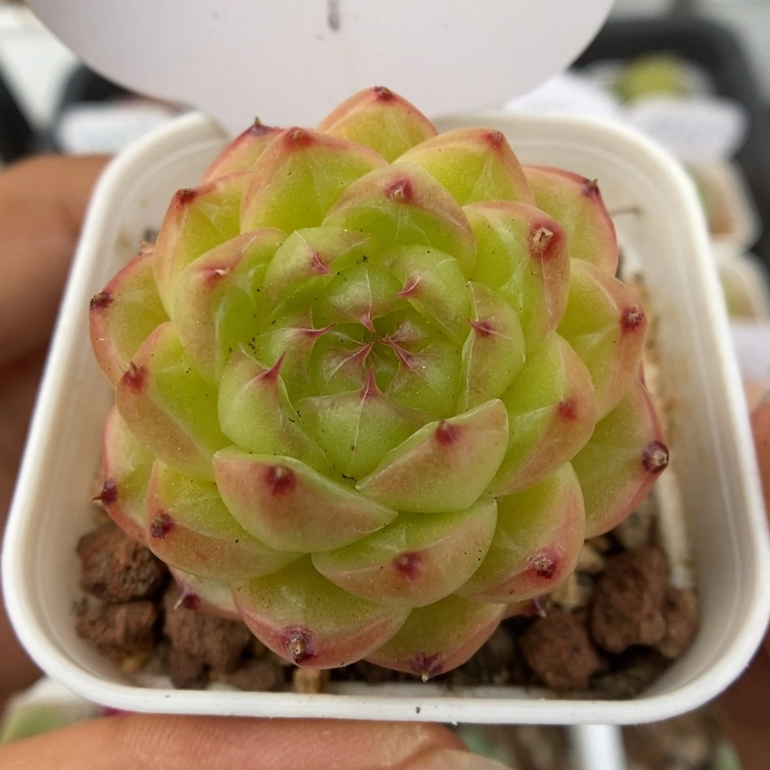 润玉珍妮可拍1702号。
