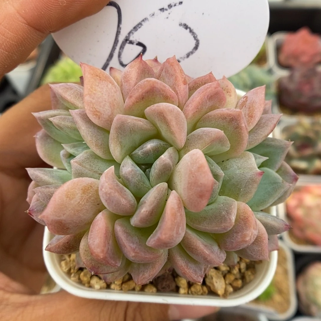 冰魄朵朵缀化可拍762号
