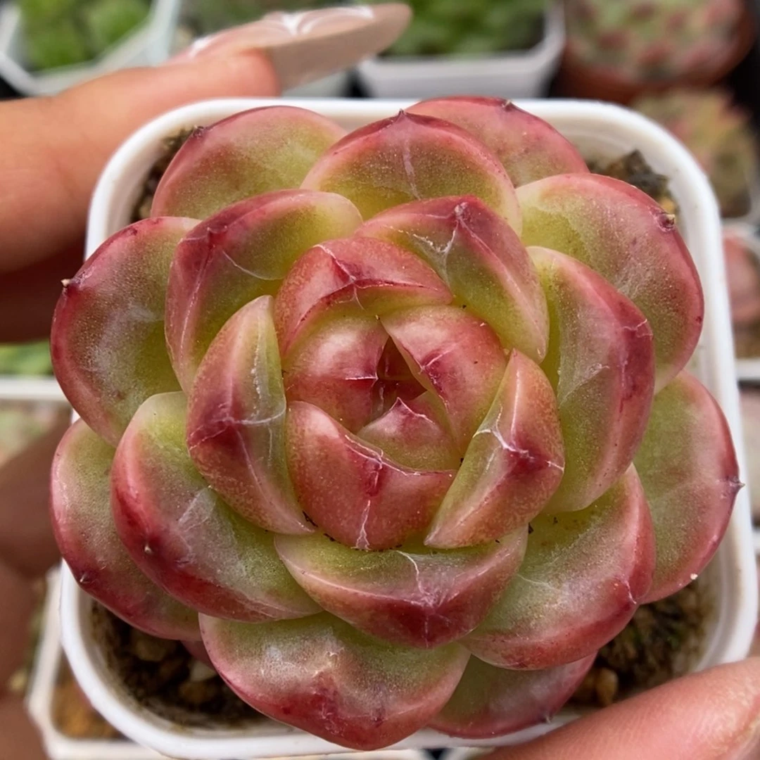 熊猫珍妮可拍9639号