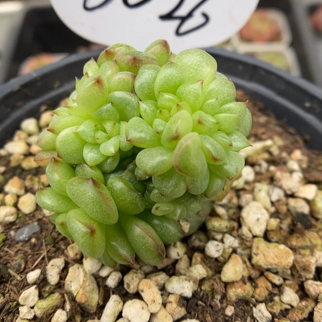 灯泡珍妮缀化可拍6026号