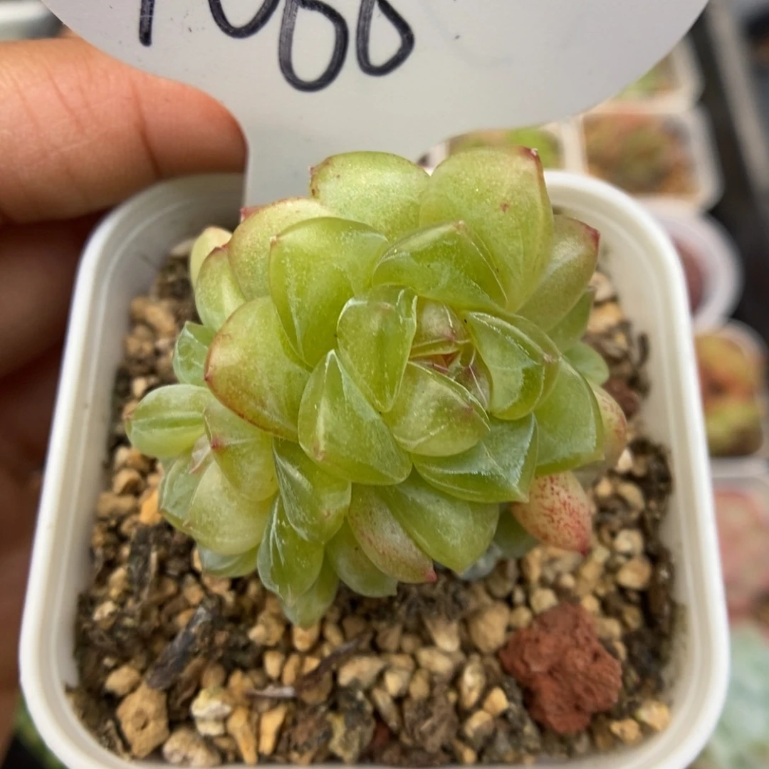 玉簪群生可拍1066号。