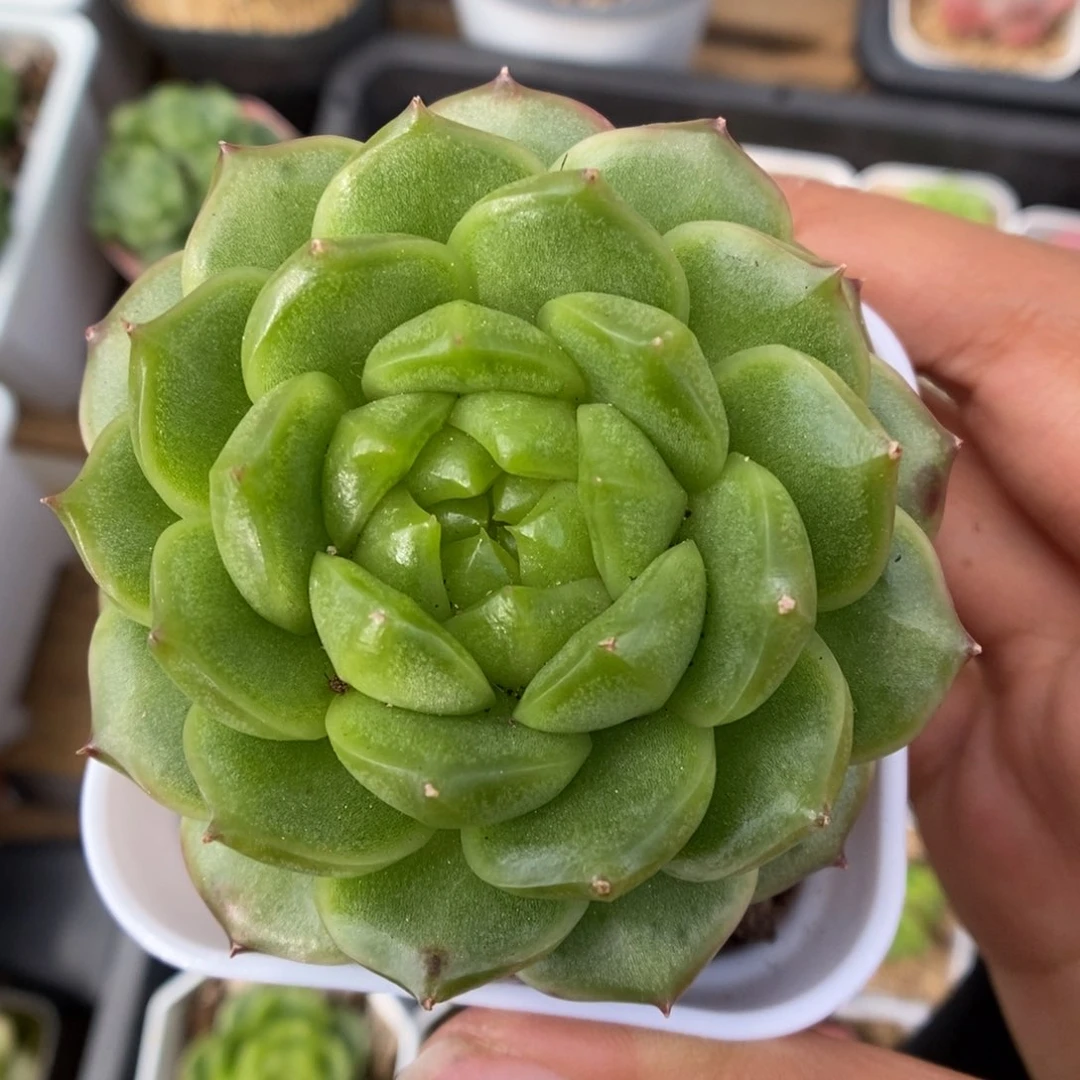 灯泡珍妮大冠幅403号