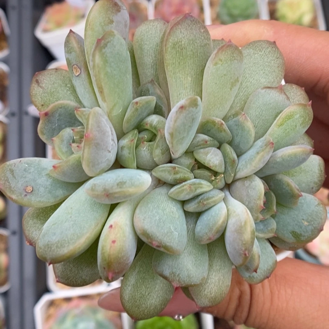 红色恋人缀化可拍。