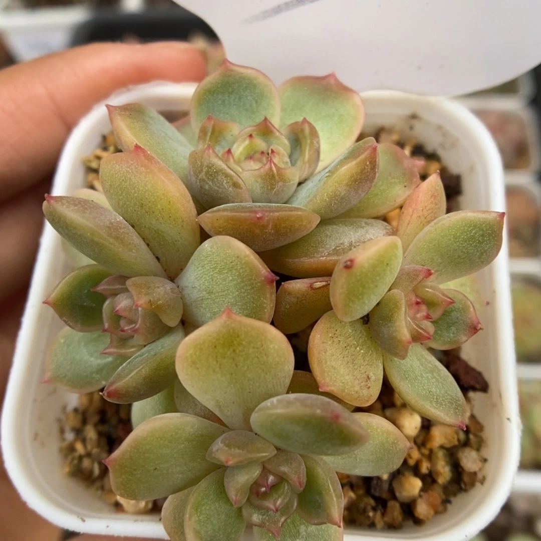 红色恋人可拍四头91号