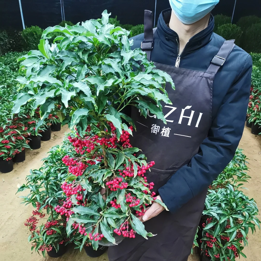 大冠幅 富贵籽盆栽