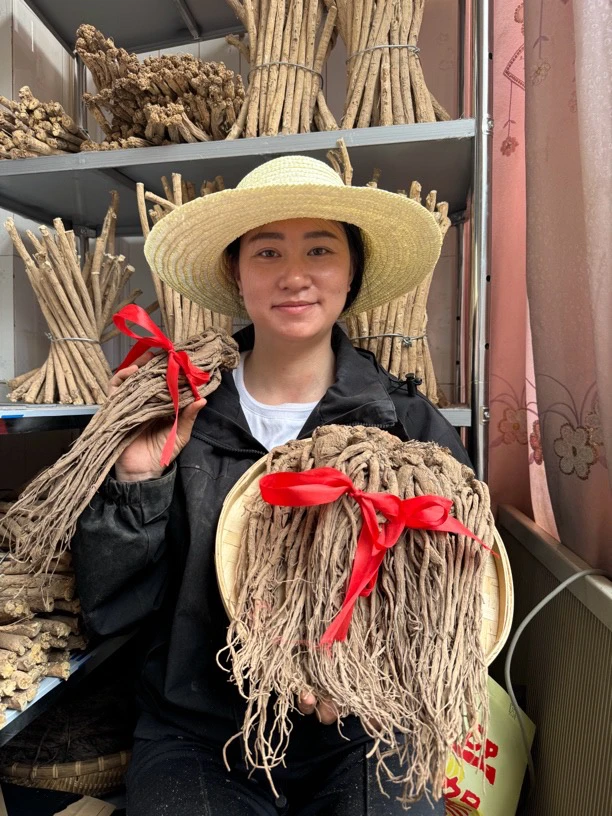 佰珍沐源精选当归全整条带须
