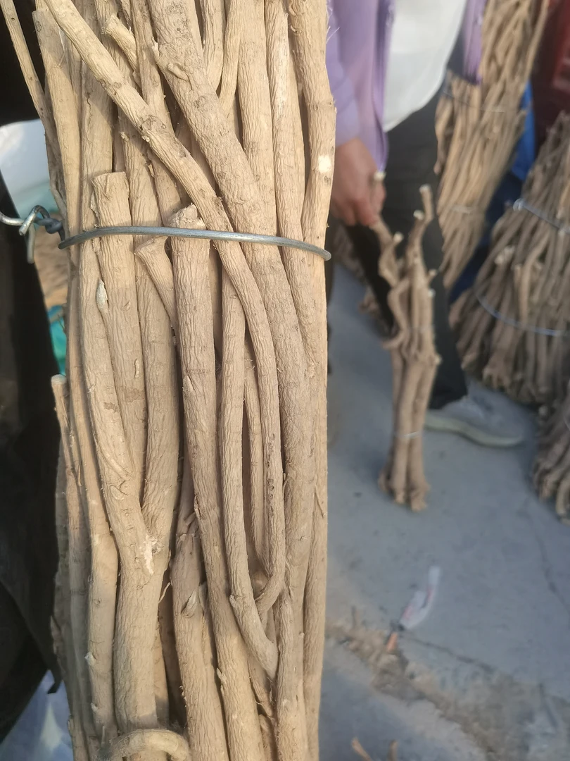 佰珍沐源精选多年生黄芪小条