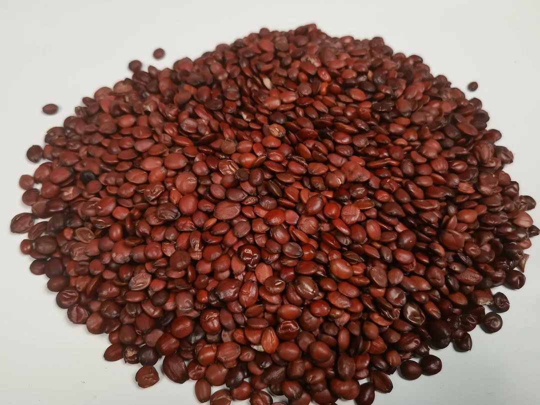 佰珍沐源精选酸枣仁