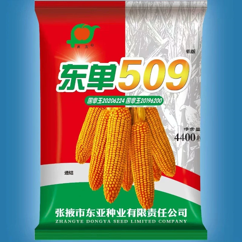 509玉米种东亚钢炮东单耐密矮杆红轴高产抗病抗倒马齿抗锈