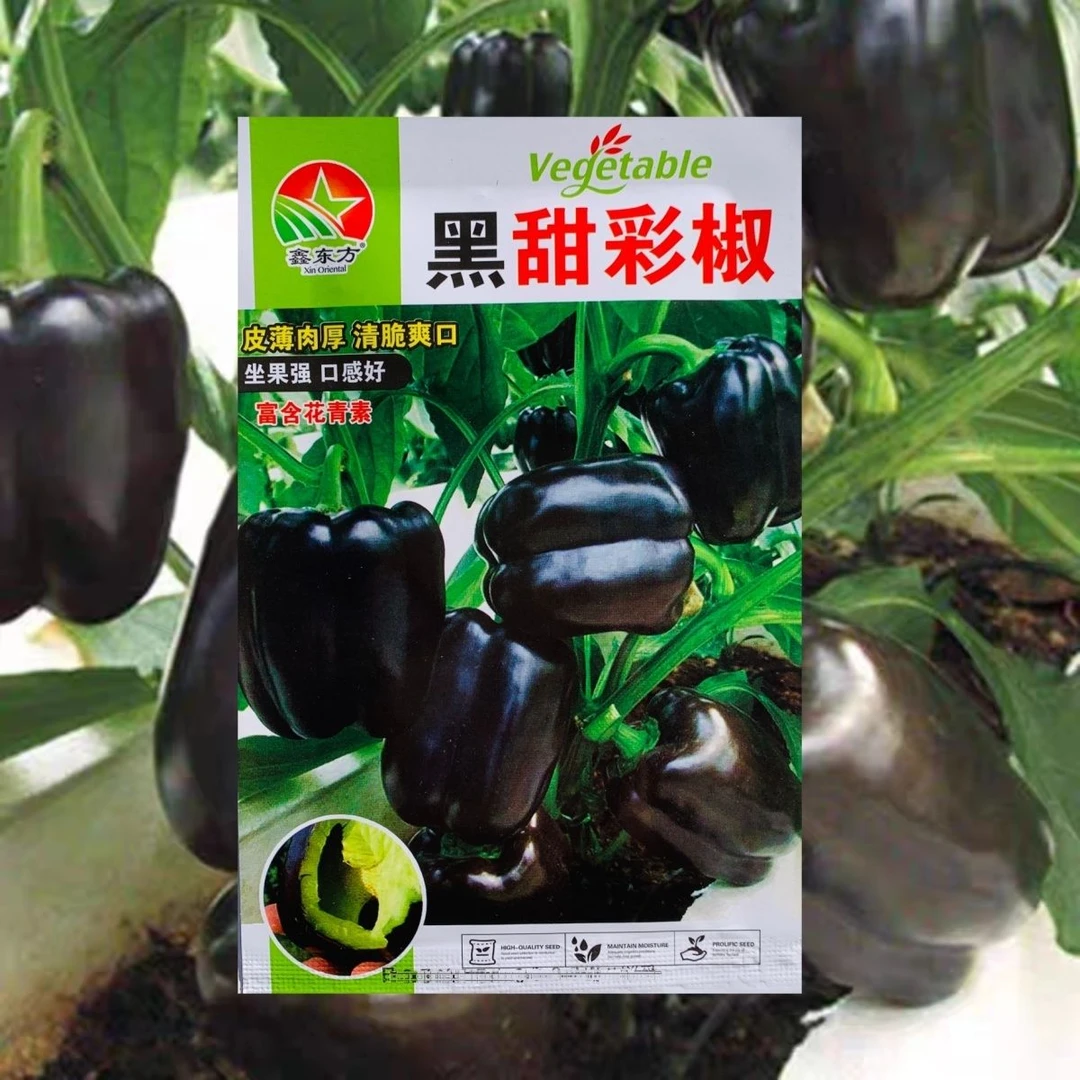 黑甜彩椒种子皮薄肉厚甜辣多汁黑紫色大甜椒种子灯笼椒富含花青素