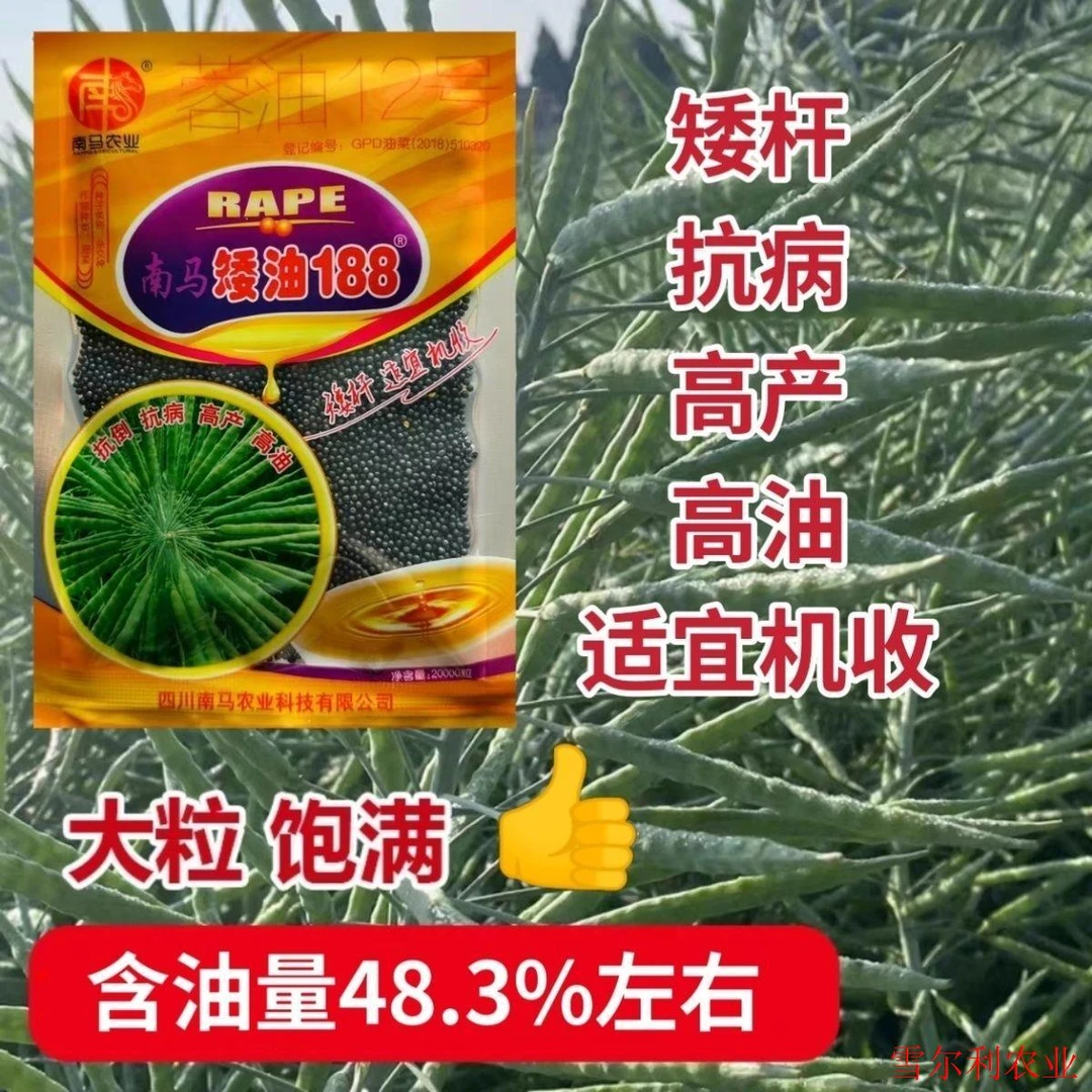 【只卖真货】南马矮油188油菜籽种子矮杆油菜种子抗倒抗病高产高