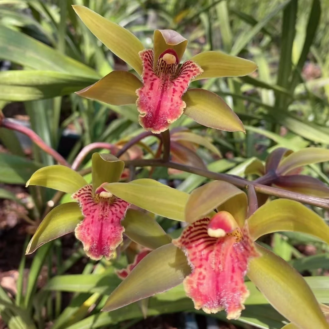 云南浓香型花卉绿植