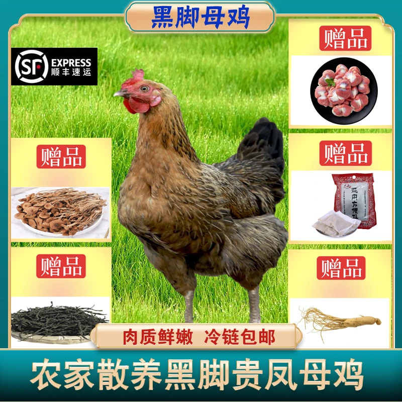 鲁西泰山农家生态散养土鸡黑脚贵凤老母鸡散养鸡鸡肉 单只净重3斤