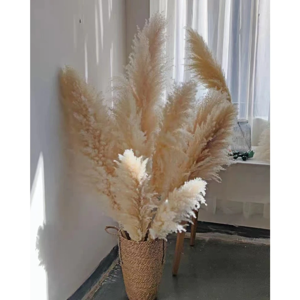 网红大蒲苇进口自然干花自家种植自家基地，客厅落地装饰花高级花