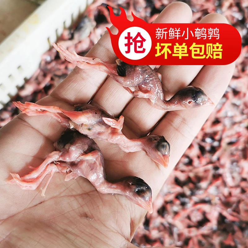 新鲜小鹌鹑肉乳鹌鹑活杀速冻非冻干生骨肉宠物零食肉类鹌鹑幼仔雏