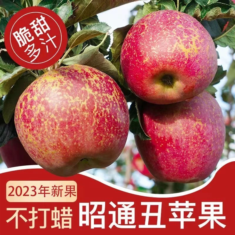 云南昭通丑苹果冰糖心苹果红苹果应季水果现摘先发甜脆3/5/8斤
