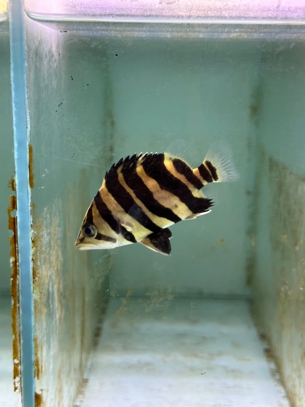 虎鱼活体鱼苏虎苏门四纹好养淡水鱼