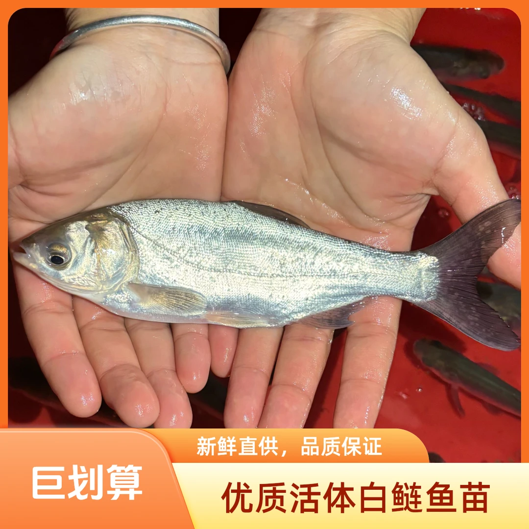 白鲢鱼苗鲢子鱼水鲢跳鲢淡水养殖活体四大家鱼渔顺丰包邮到家