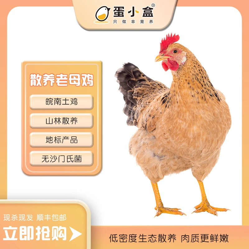 蛋小盒【皖南土鸡】果园生态散养500天老母鸡(净重2.5斤)以上跑山鸡
