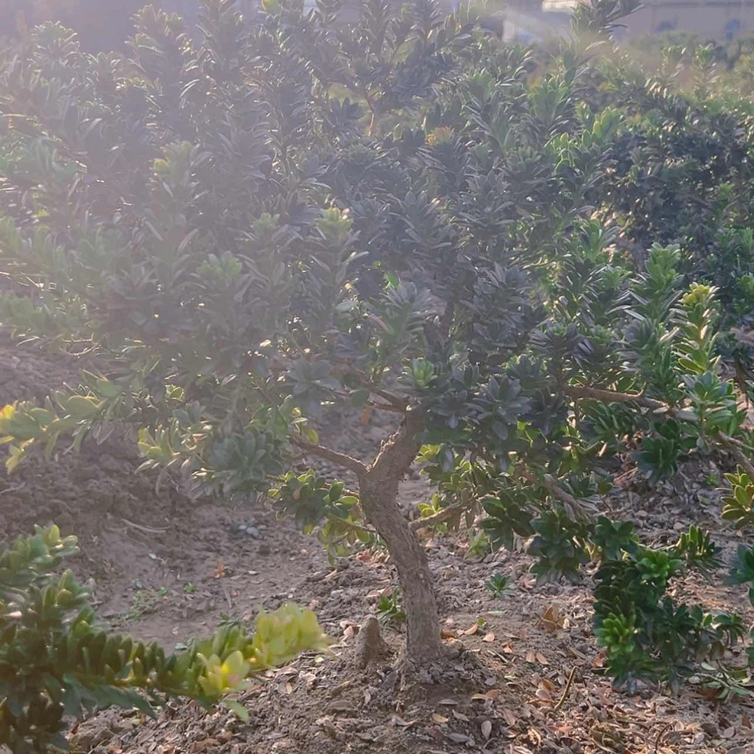 【闪购商品】释*一物一拍