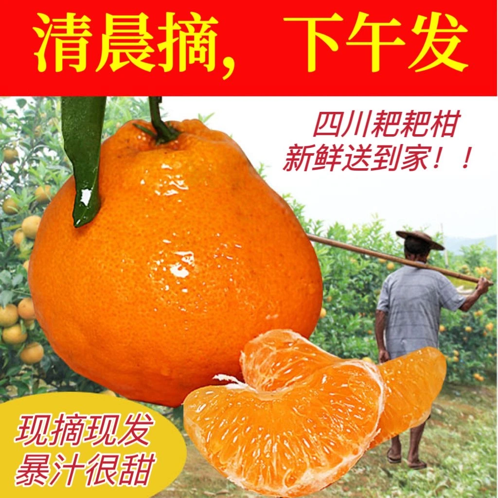 【春见】四川春见耙耙柑 当季鲜果现摘现发