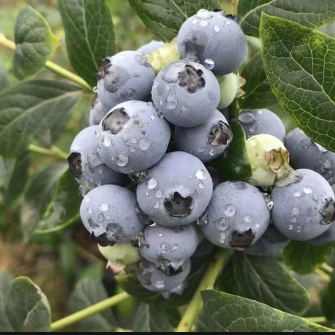 【头茬中果】12-15mm 蓝莓小镇现摘现发 125g*8 净重两斤