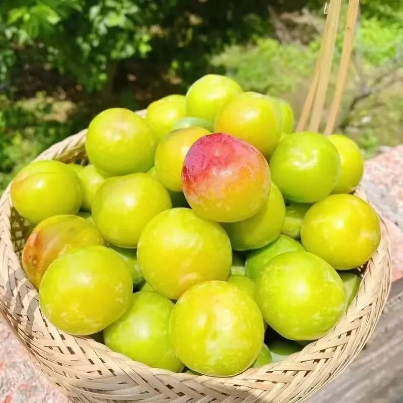 广西三月李水果现货酸脆新鲜青李子现摘孕妇水果TOP特产正宗爆卖