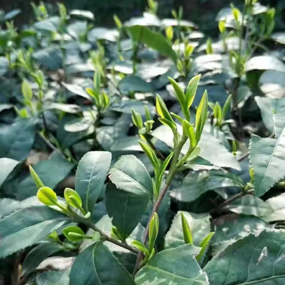白龙潭合作社小芽信阳毛尖2025新茶雨前浉河港原产地直发