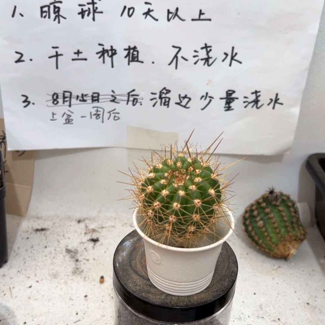 疑似七仙女气根侧芽