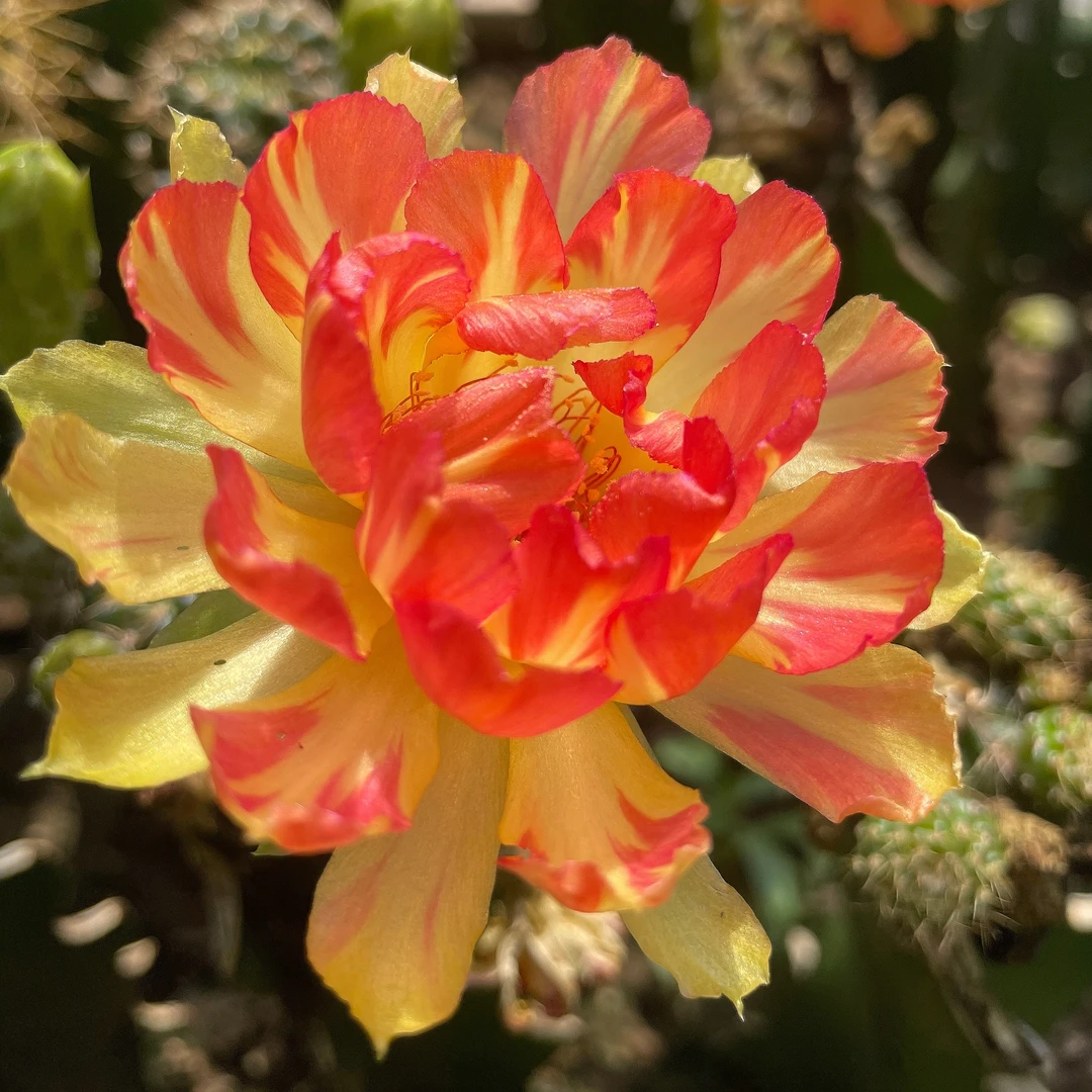 仙人球 丽花 新品大金荷 两单包邮