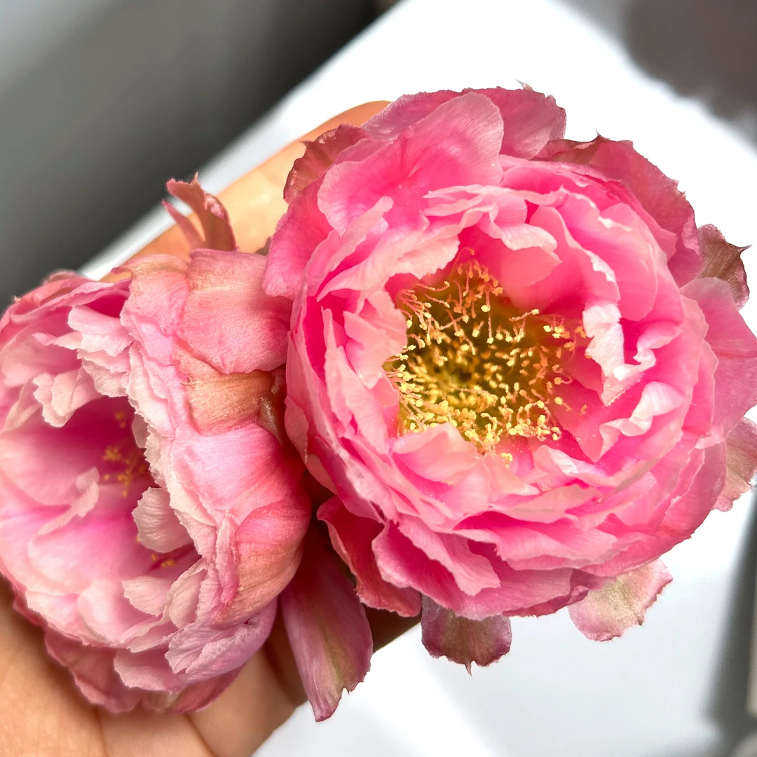 开花仙人球 丽花牡丹 L33