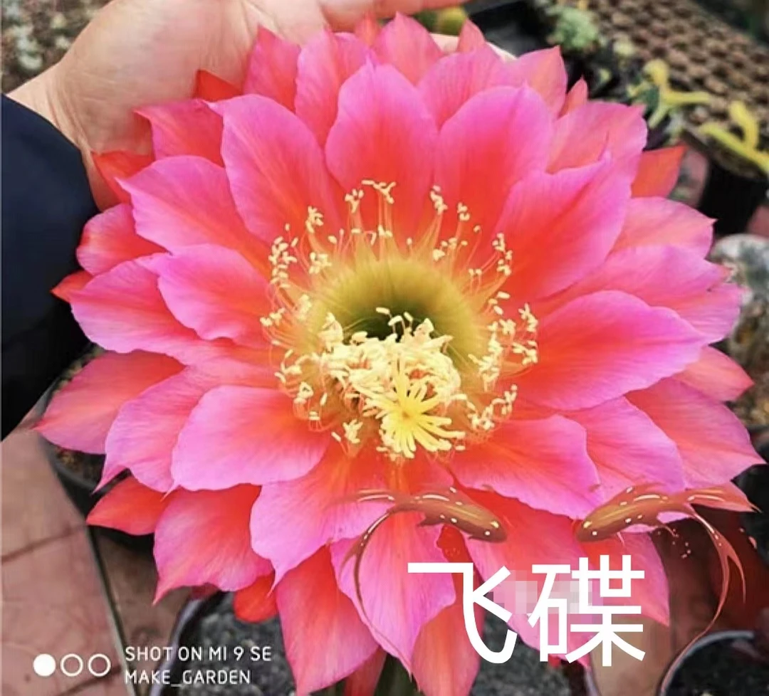 仙人球 毛花柱飞碟 任意两单包邮