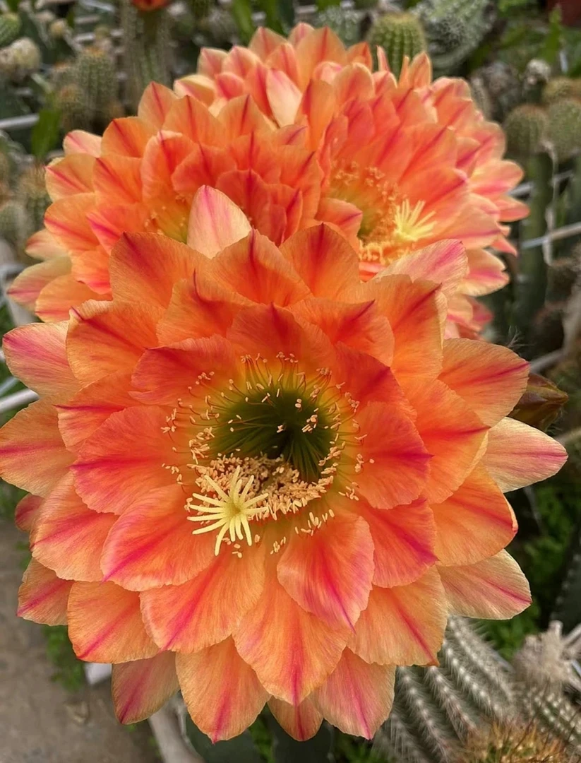 开花仙人球 毛花柱 火焰魔术 两单包邮