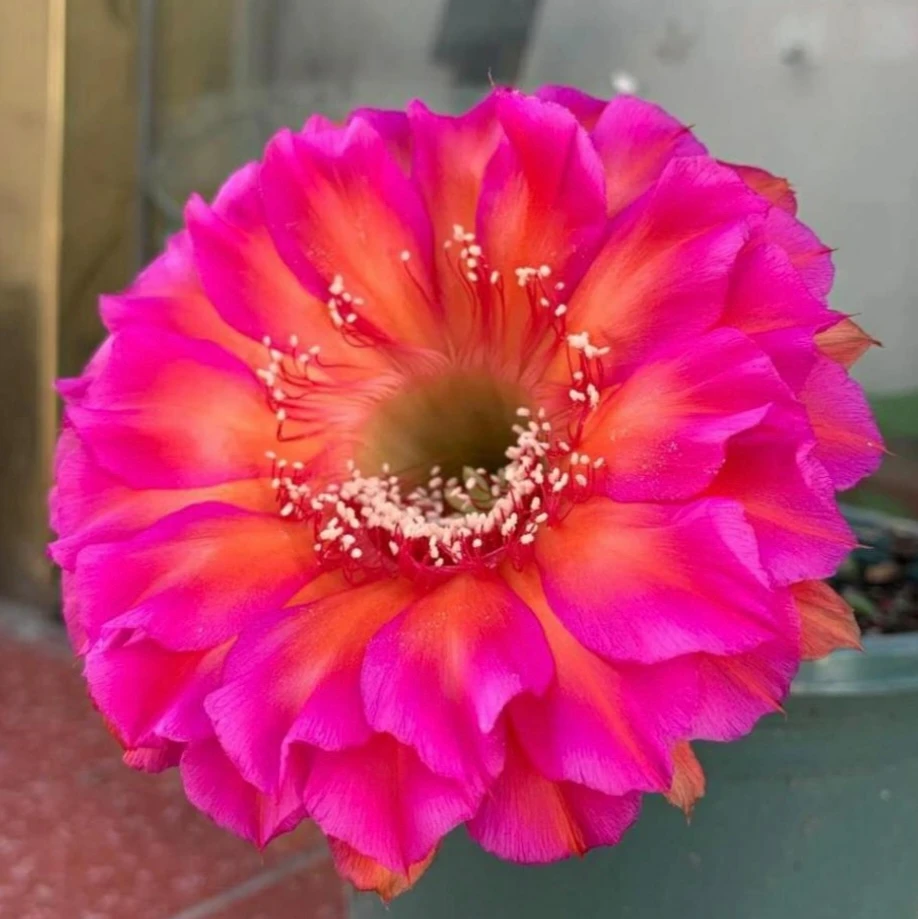 仙人球彩草 闪耀 两单包邮