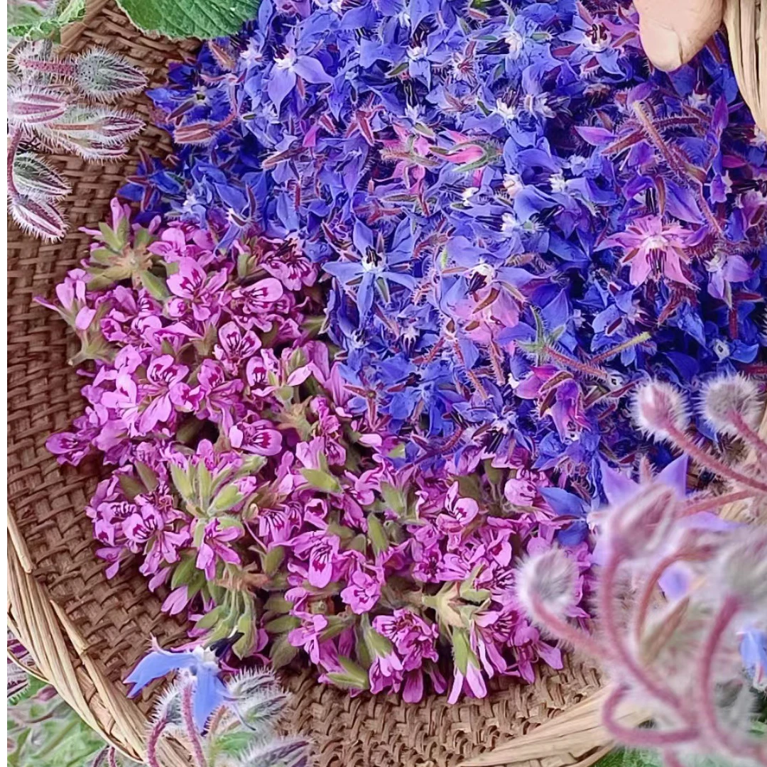 洋甘菊莳萝藿香正气草琉璃苣迷迭香薄荷种子四季阳台庭院种籽芳香