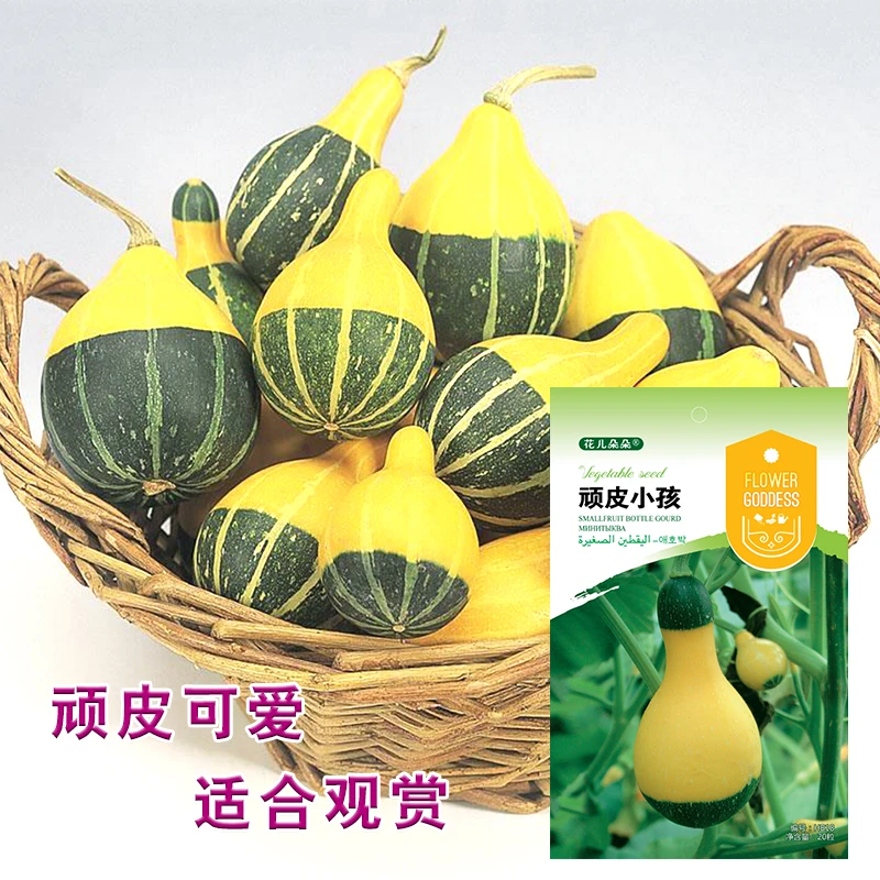 花儿朵朵花仙子顽皮小孩种子观果植物非食用植物种子自种