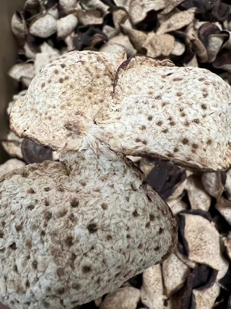 2017新会梅江塞口围陈皮老树圈枝大红