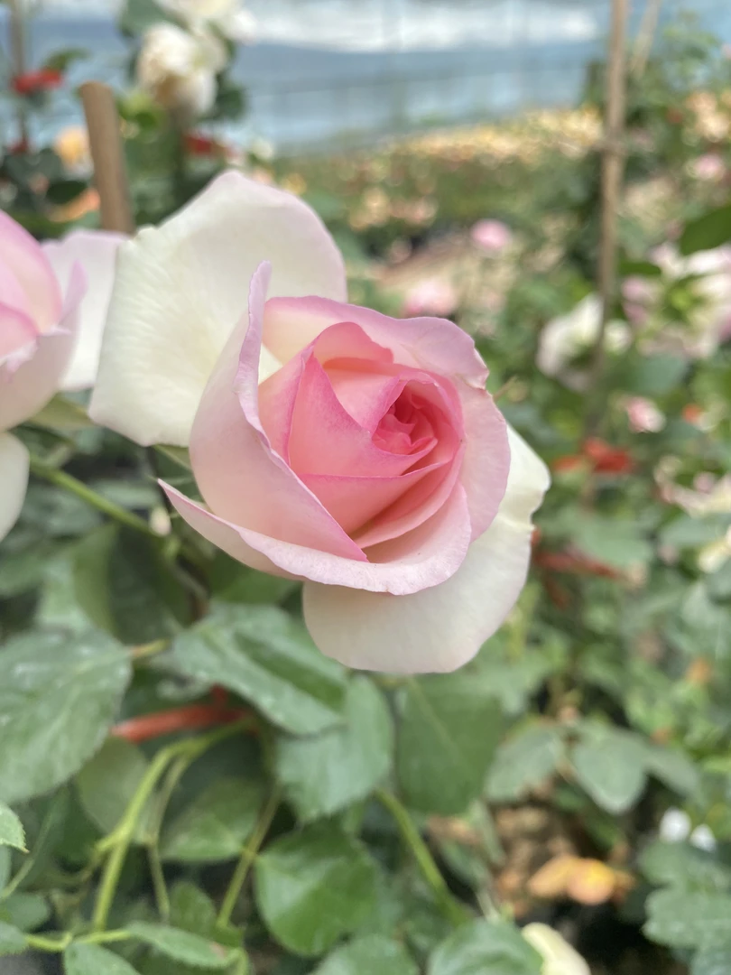 爬藤月季庭院阳台四季浓香1.5米大苗两棵