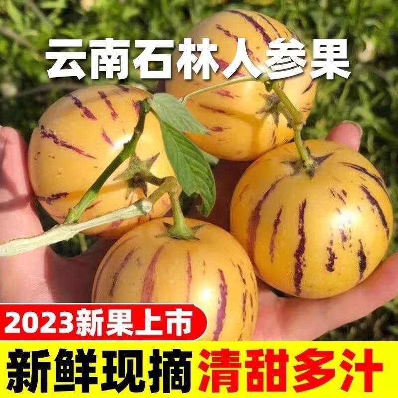 新鲜树上熟人参果3/5/9斤当应季新鲜水果民勤黄肉大果人生果现发