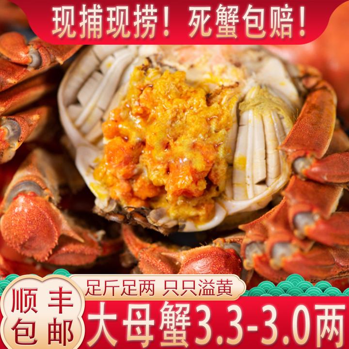 【活蟹】母蟹3.3-3.0两【肥黄】6只 精品固城湖大闸蟹湖水顺丰包邮 T8