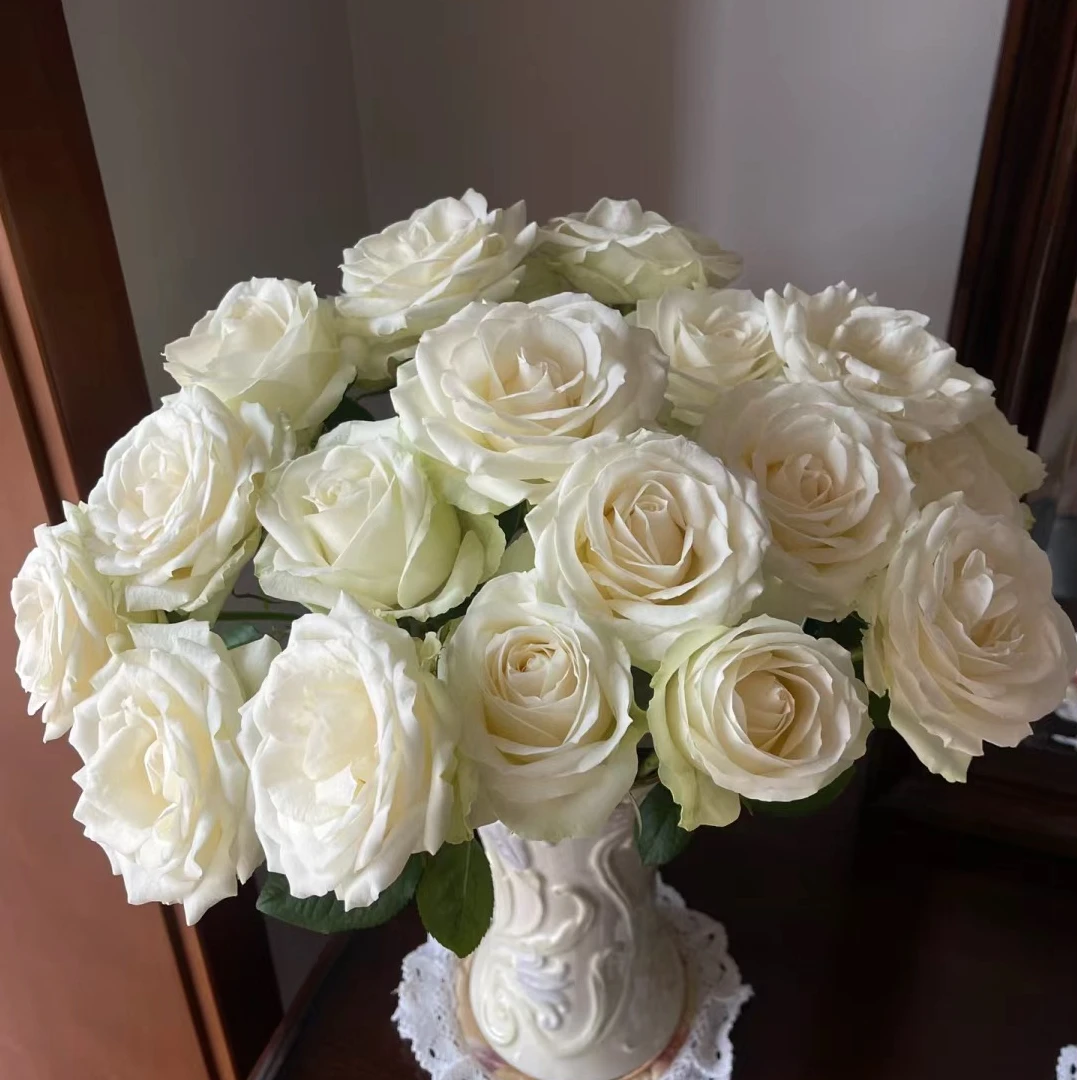 【源头甄选】白雪山单头玫瑰 云南基地现采现发 两单顺丰冷链包邮