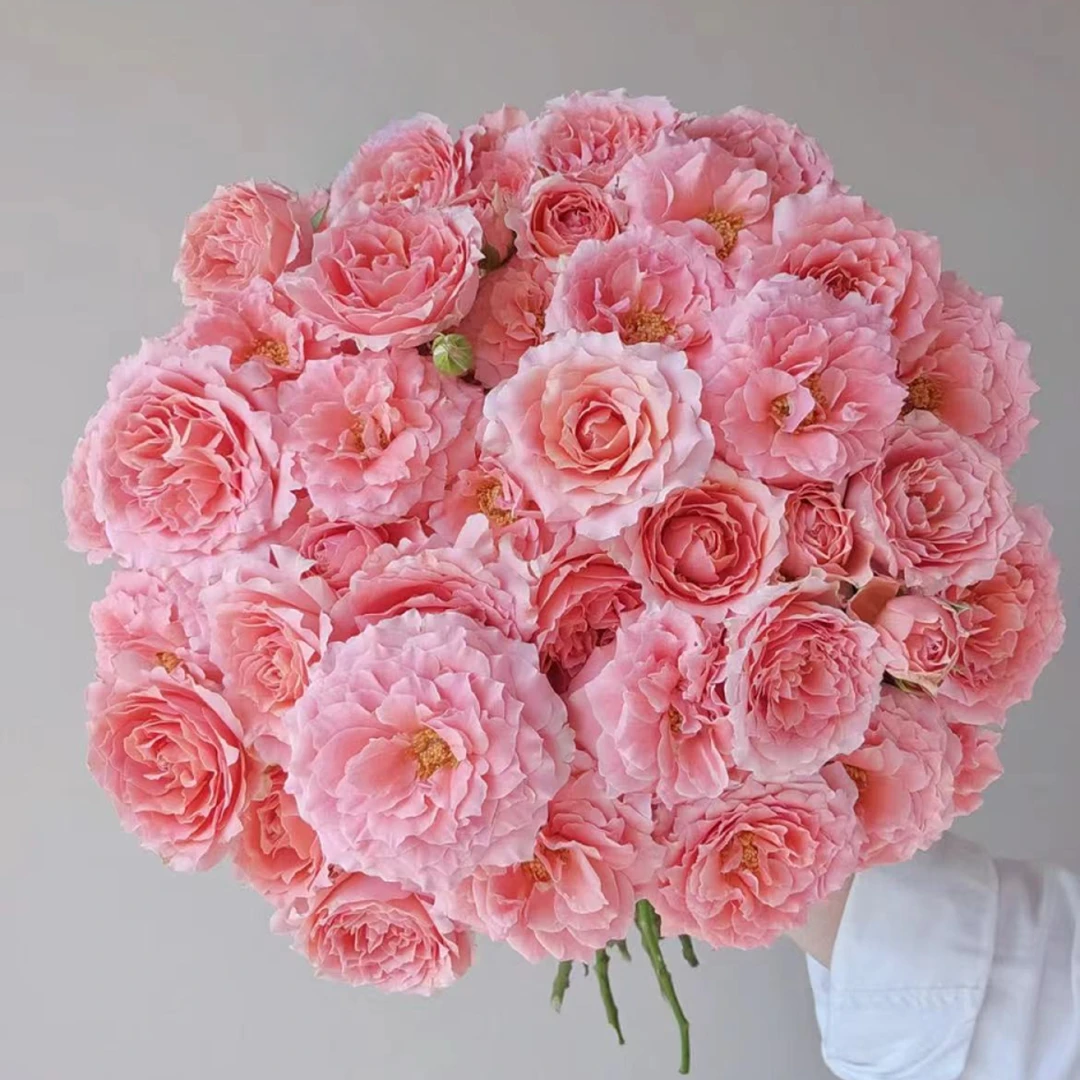 【源头甄选】粉色啦啦队多头玫瑰云南基地现采现发两单顺丰冷链包邮