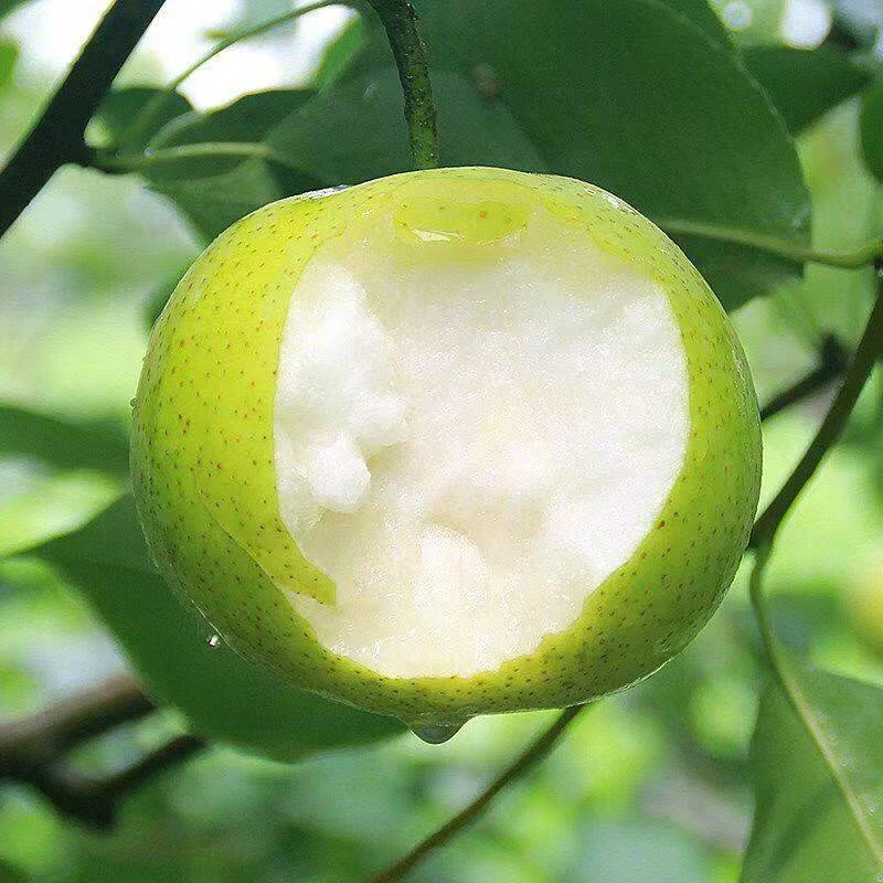 绿皮甘甜皇冠梨皮薄脆甜无渣水果砀山梨包邮新鲜汁水多河北梨子