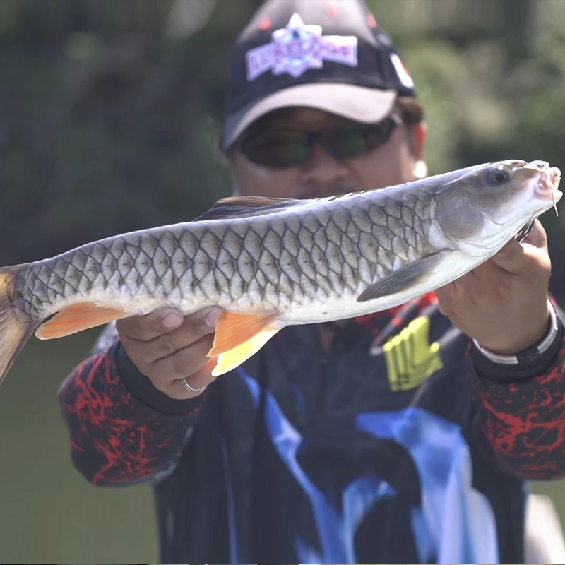 军鱼四川发货淡水养殖食用观赏均可