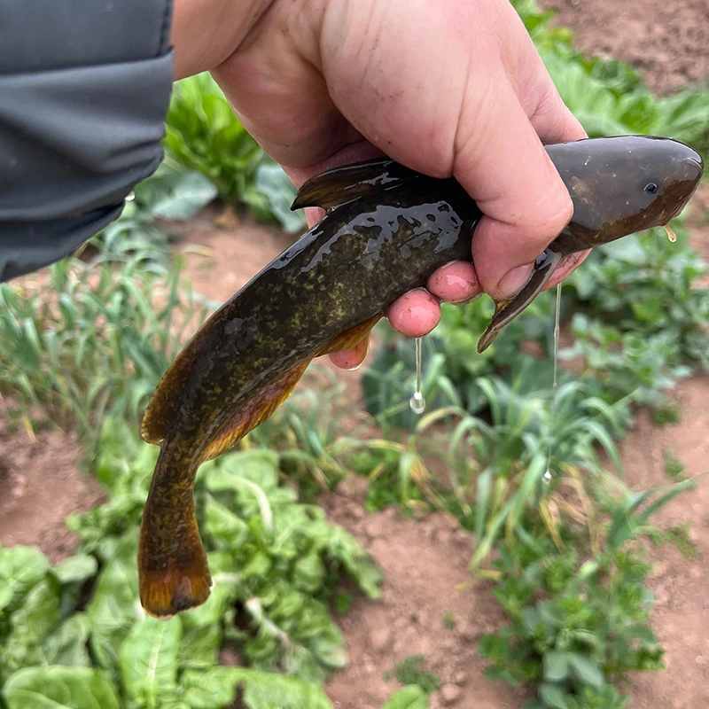 牛尾巴鱼四川发货淡水养殖食用观赏均可