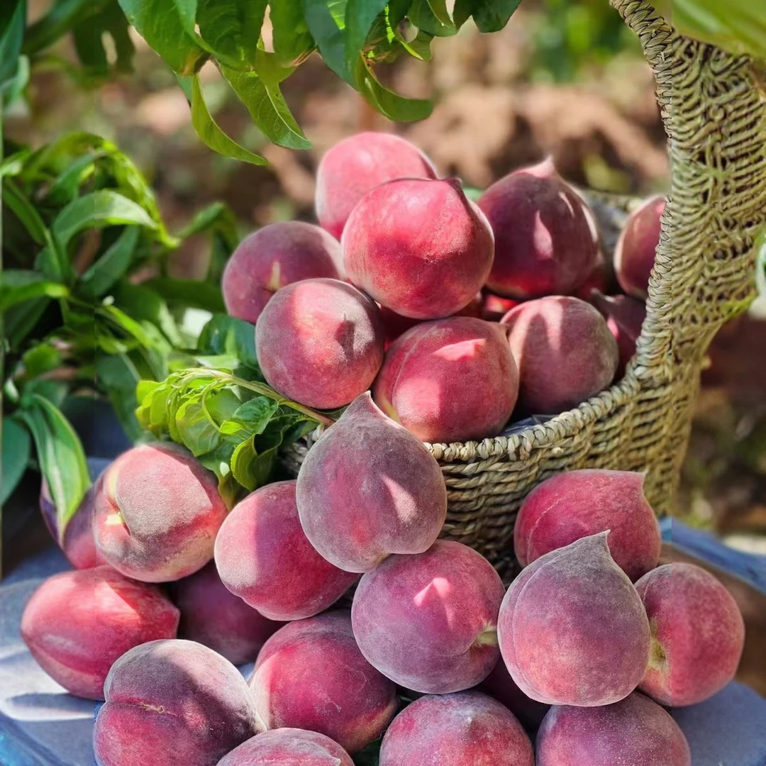 云南高山黑美人桃，脆甜，软硬两吃，现摘包邮