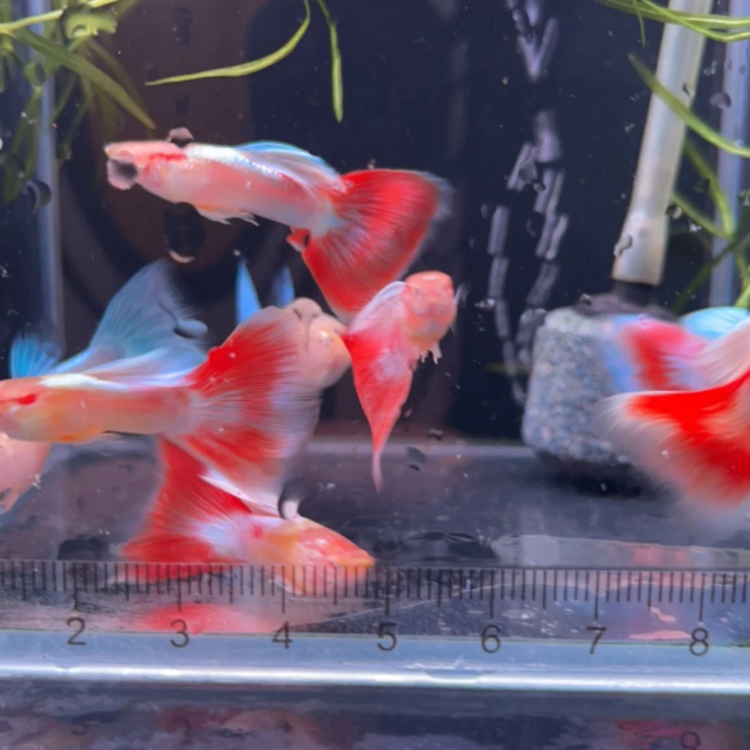 精挑火烧云孔雀鱼