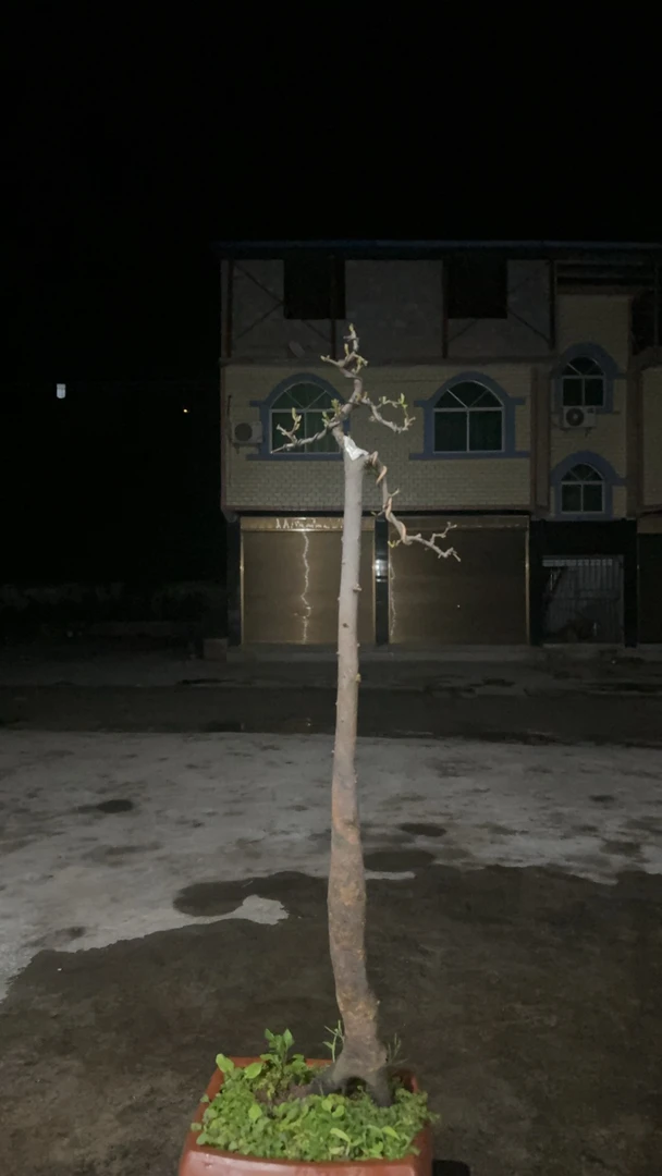 金弹子素材一物一拍.